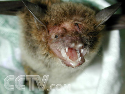 它的眼睛极细小,耳朵像老鼠