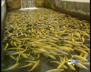 CCTV.com-农业频道-科技苑