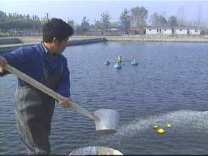 CCTV.com-农业频道-科技苑