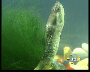 《惹人喜爱观赏龟》(2004.6.21)