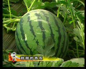 CCTV-农业频道-科技苑