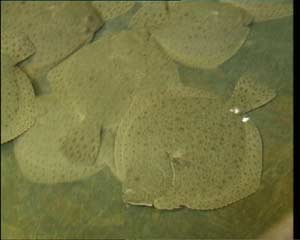 CCTV-农业频道-科技苑