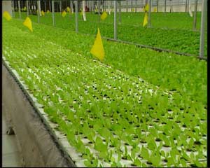 CCTV.com-农业频道-科技苑