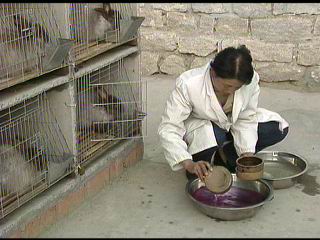 兔子显得那么单薄