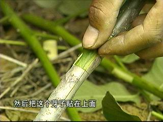 CCTV-农业频道-科技苑