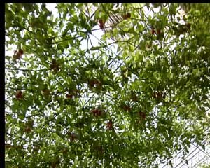 CCTV-农业频道-科技苑