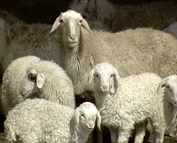 农业频道 科技苑 > 正文   记者:这洼地绵羊的取名看来还真是有缘故的