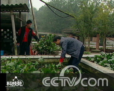 又到一年冬眠时(2):黄鳝_cctv.com提供