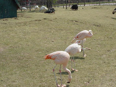沈阳冰川动物乐园