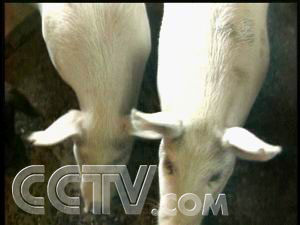 CCTV-农业频道-每日农经