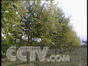 CCTV-农业频道-每日农经