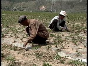 一亩三分地耽美_一亩地收入多少钱