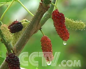 花鲢_花鲢每亩收入多少钱(3)