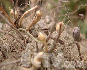 用蕨麻炒菜对身体好得