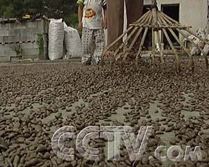 CCTV.com-这里的吊瓜不掉价(2007.10.11)