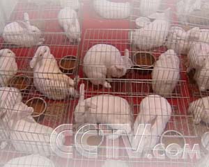 CCTV.com-记者追踪:养什么样的兔子更赚钱(2