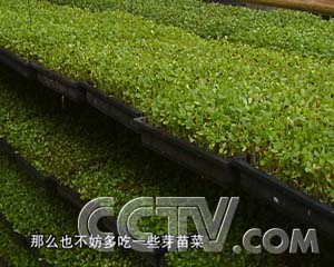 CCTV.com-好吃好种的香椿芽(2007.11.14)