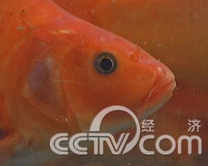 味道年货(1)鲜味十足的年货:万安的玻璃红鲤鱼(2008.01.21)(组图)