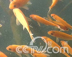 味道年货(1)鲜味十足的年货:万安的玻璃红鲤鱼(2008.01.21)(组图)