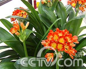 足的年货:君子兰