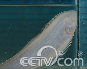 手里提着+一包鳎蟆