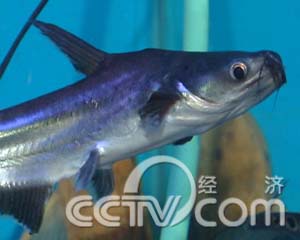 系列节目:连年有鱼(4)不忍心吃的鱼--餐桌上的