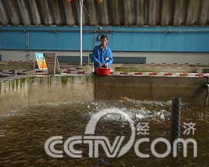 系列节目:连年有鱼(4)不忍心吃的鱼--餐桌上的