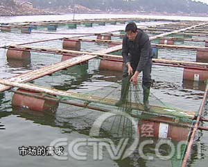 系列节目:连年有鱼(6)一帆风顺胭脂鱼(2008