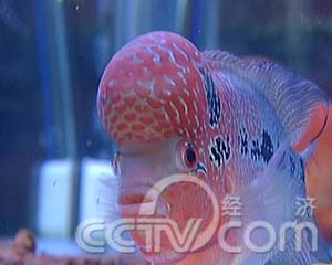 鸿运当头罗汉鱼(2008.02.13)(组图)_cctv.com提