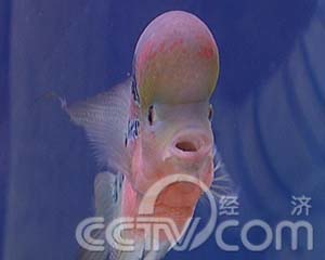 鸿运当头罗汉鱼(2008.02.13)(组图)_cctv.com提