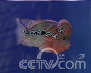 鸿运当头罗汉鱼(2008.02.13)(组图)_cctv.com提