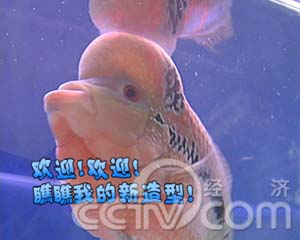 鸿运当头罗汉鱼(2008.02.13)(组图)_cctv.com提