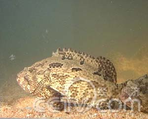 换个地方养的虎斑鱼 (2008.02.20)(组图)