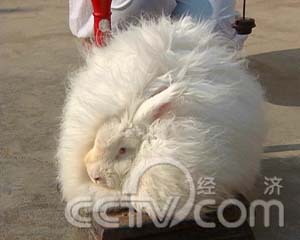 记者追踪:惹人爱的兔子好赚钱(2008.02.22)(组