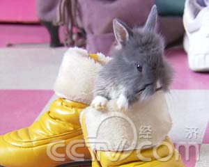 记者追踪:惹人爱的兔子好赚钱(2008.02.22)(组