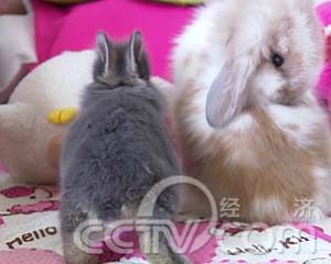 记者追踪:惹人爱的兔子好赚钱(2008.02.22)(组