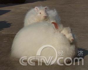 记者追踪:惹人爱的兔子好赚钱(2008.02.22)(组