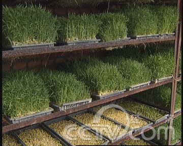 随种随吃的芽苗菜+(2008.02.28)(组图)