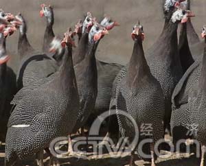 变中商机:换个思路来养珍珠鸡(2008.04.01)(组