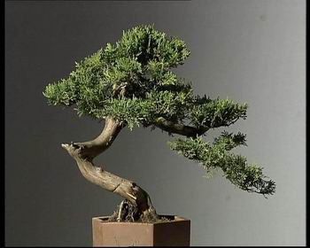 《侧柏盆景制作》(10.11)