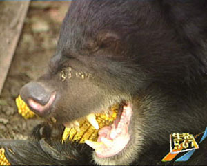 也好去掉玉米中的水分