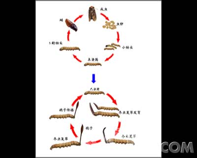 怎样鉴别真的冬虫夏草呢?