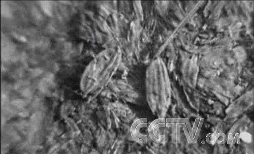 6000年前居住在河姆渡的古人类已经能够的掌握水稻种植技术