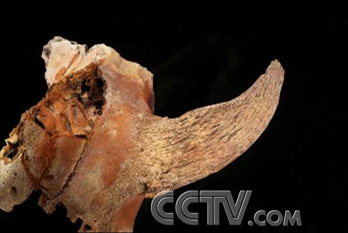 河姆渡人除了掌握水稻种植技术以外,已经开始驯养家畜