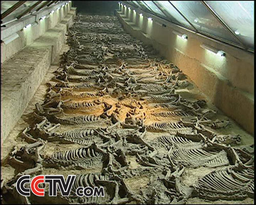 cctv.com-国家地理-探索·发现