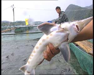 中华鲟多少钱一斤