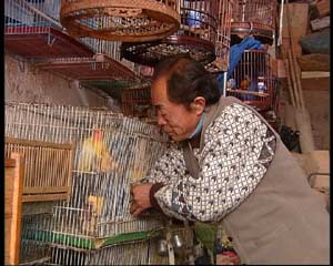 鹦鹉怎么分辨公母