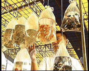 致富频道农业频道直播_农业频道致富经_农业致富频道节目表