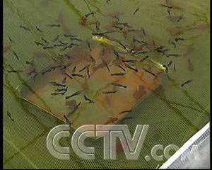农业致富频道节目表_农业频道致富经_致富频道农业频道直播
