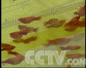 致富频道农业频道直播_农业致富频道节目表_农业频道致富经